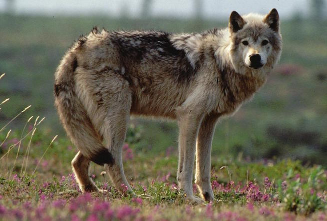 Gray wolf