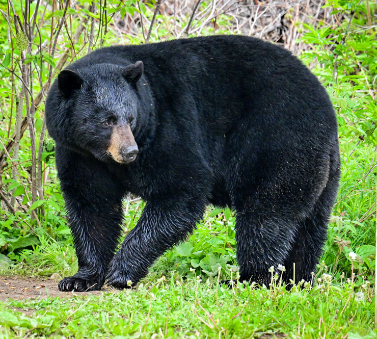 Physical Description