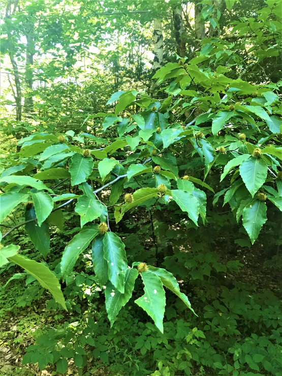 Black Bear Habitat