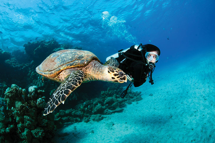 Scuba diver swimming next to turtle