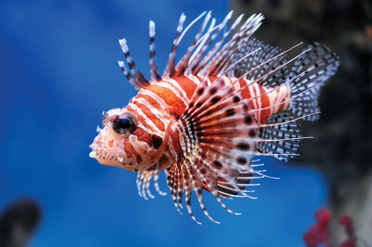 A close-up of a lionfish