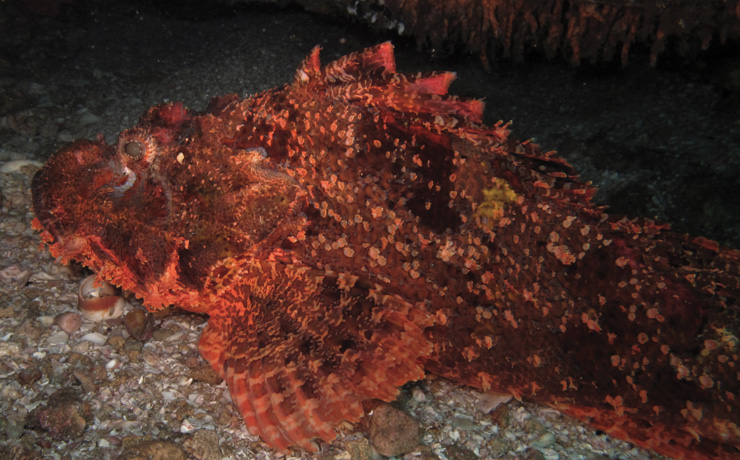Red scorpion fish at the bottom