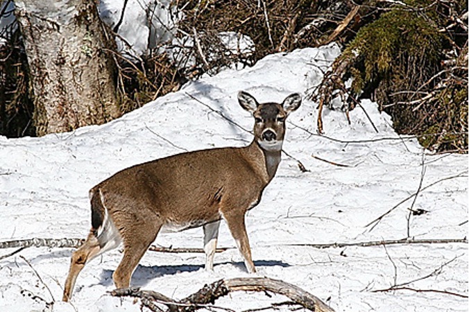 An image of a female black-tailed deer