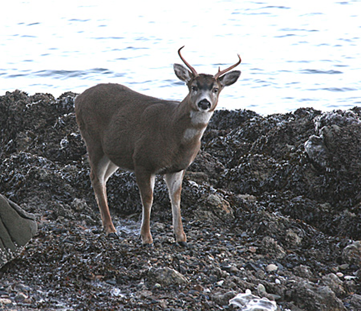 An image of a male black-tailed deer