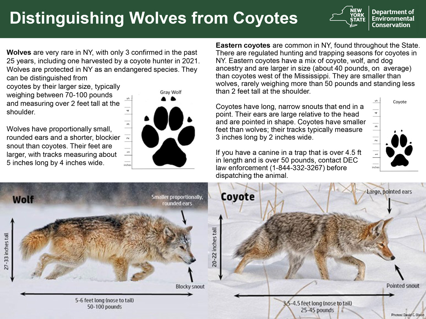 Coyote Vs Wolf Coyote Vs Wolf
