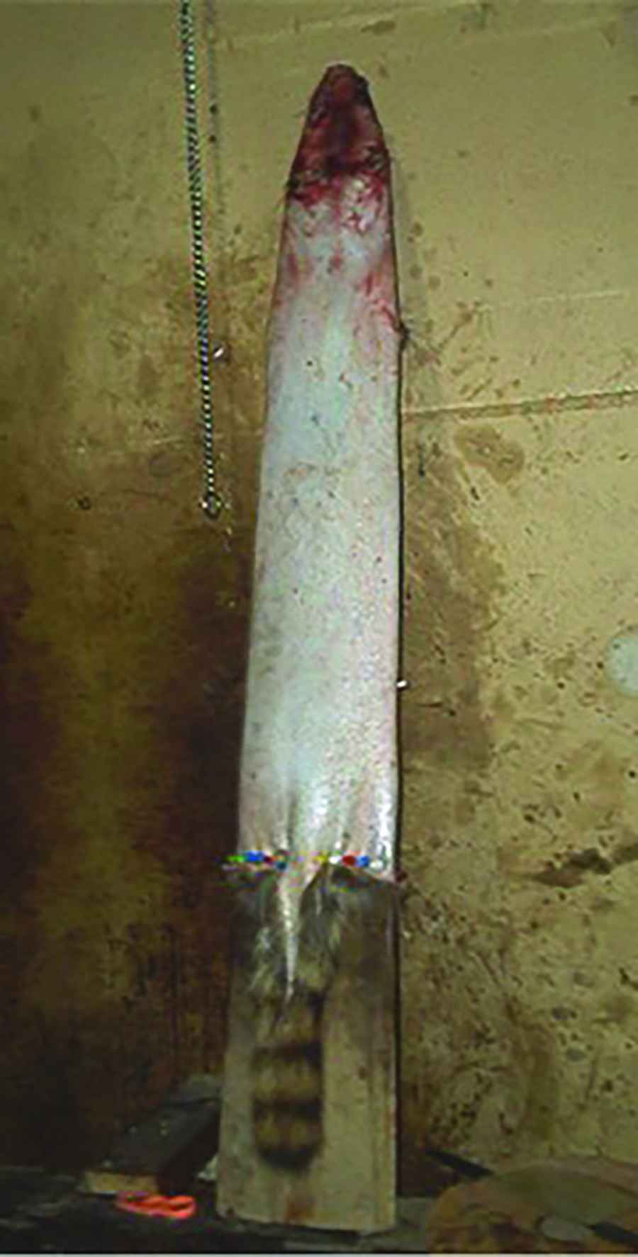 Raccoon pelt on board