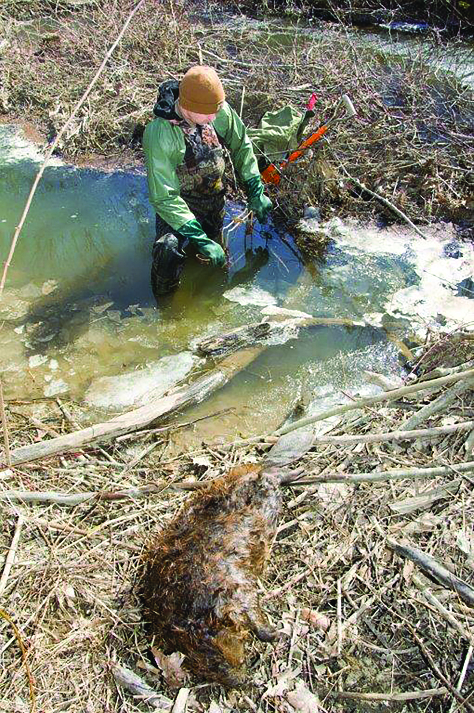 Trapper setting a trap in water
