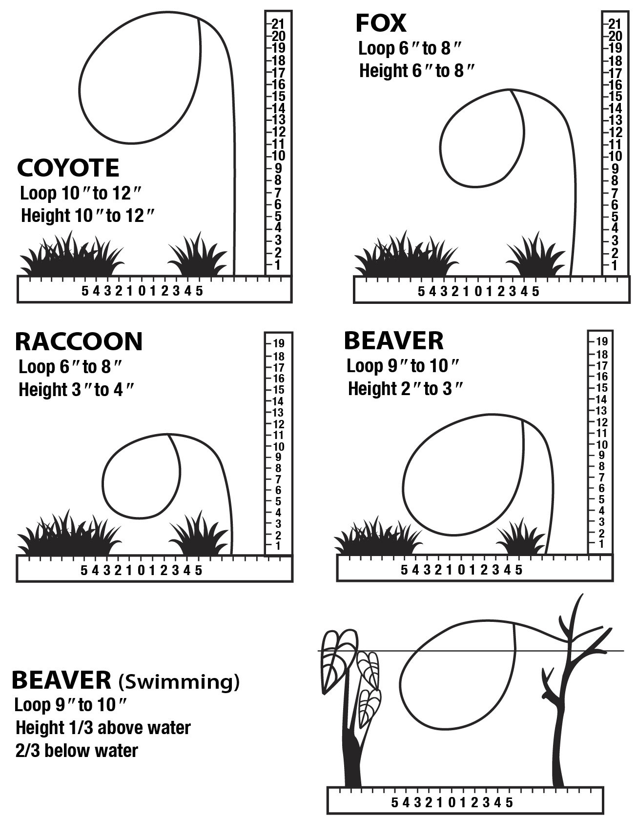 Land trapping: coyote, fox, raccoon, beaver