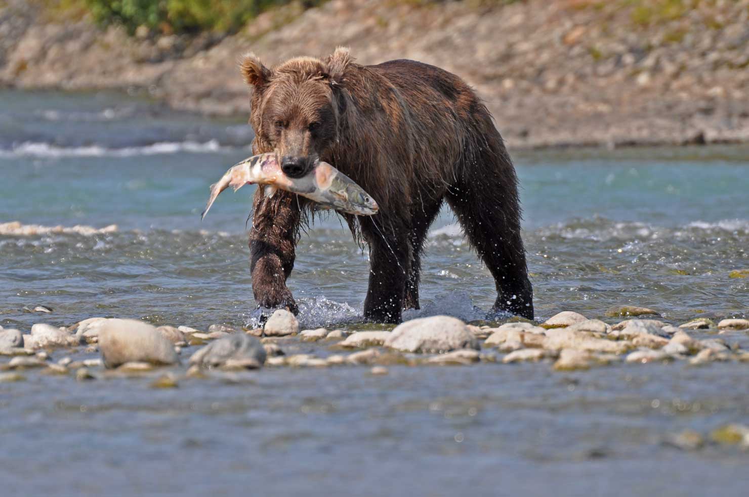 Brown bear in shallow water carrying a fish in its mouth
