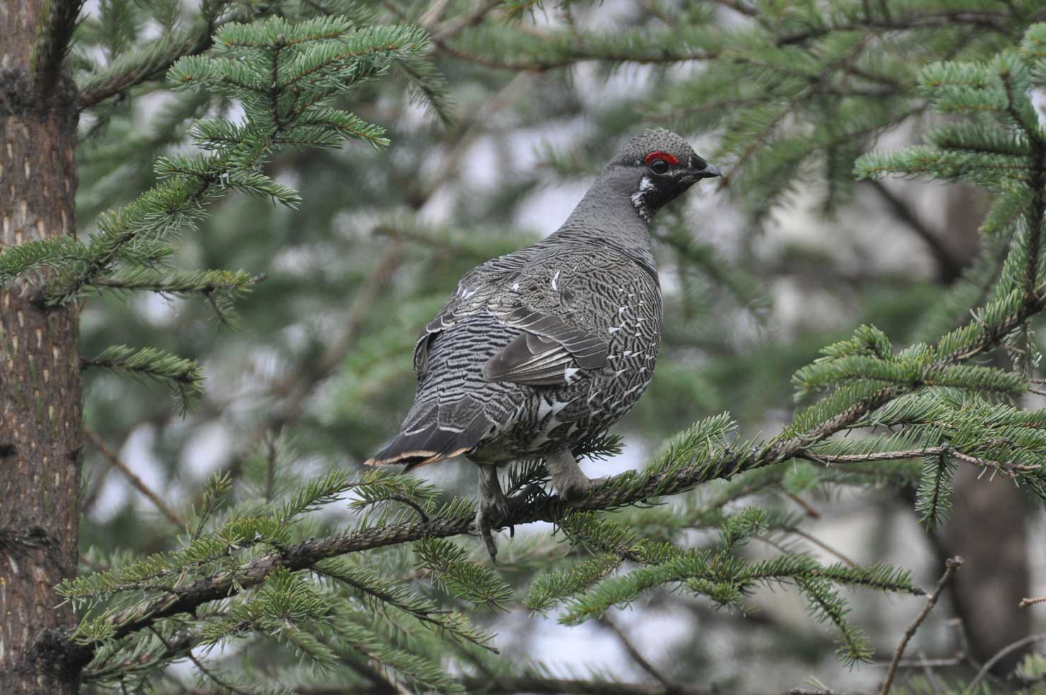 Spruce grouse perched on a tree branch