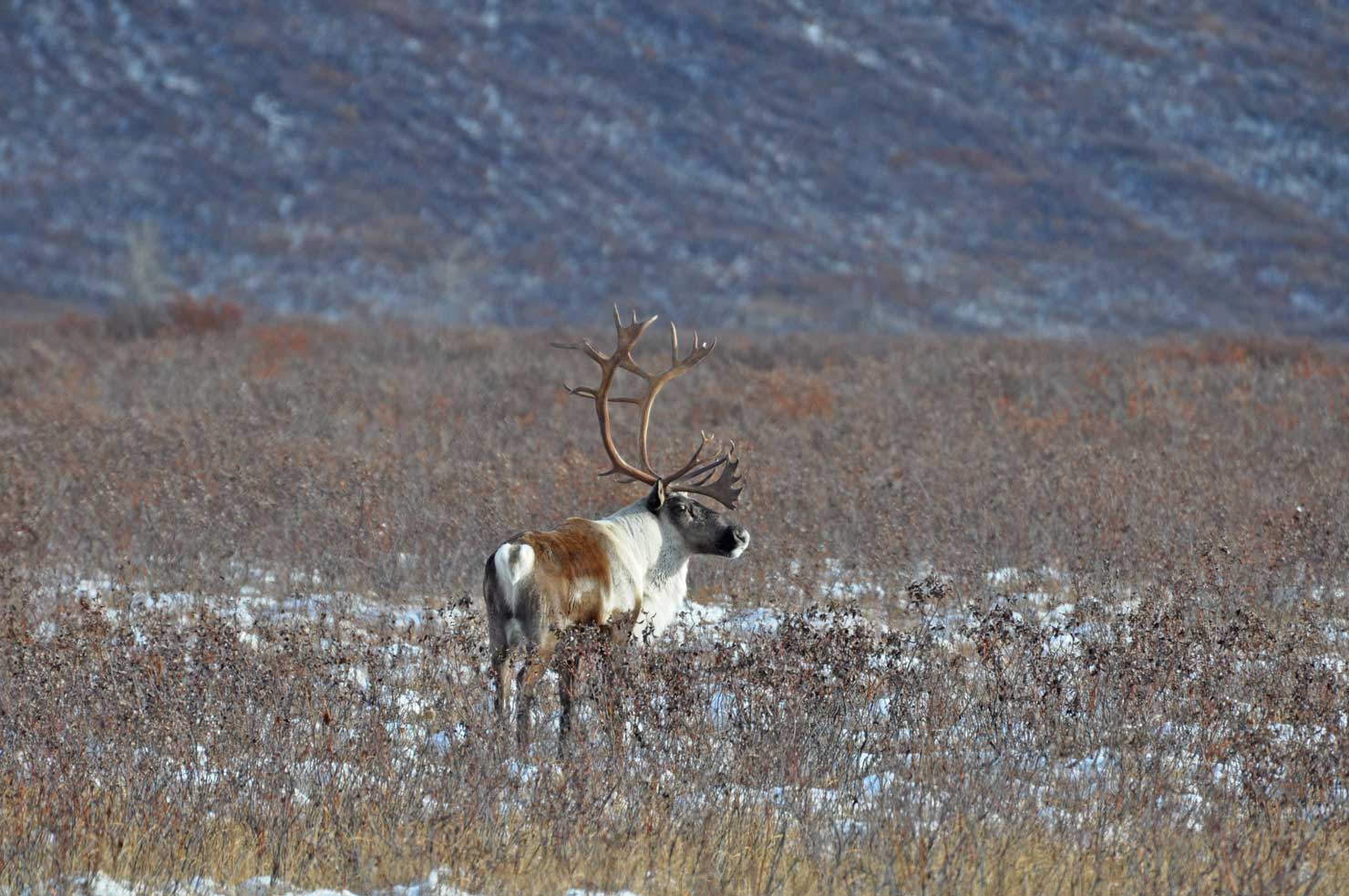 Caribou viewed from afar at a broadside angle from the rear