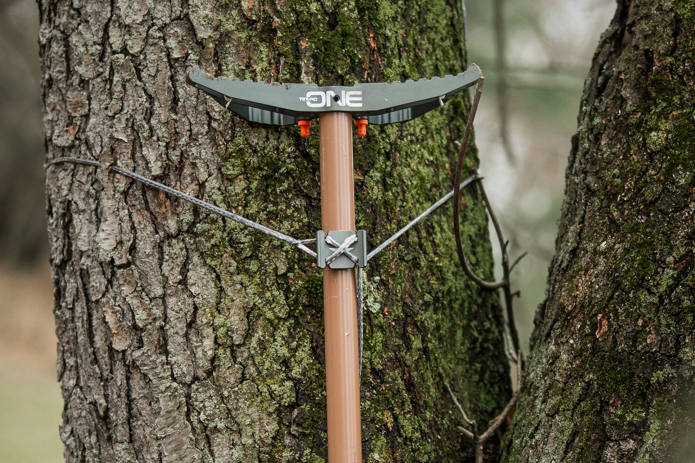 Climbing stick attached to a tree