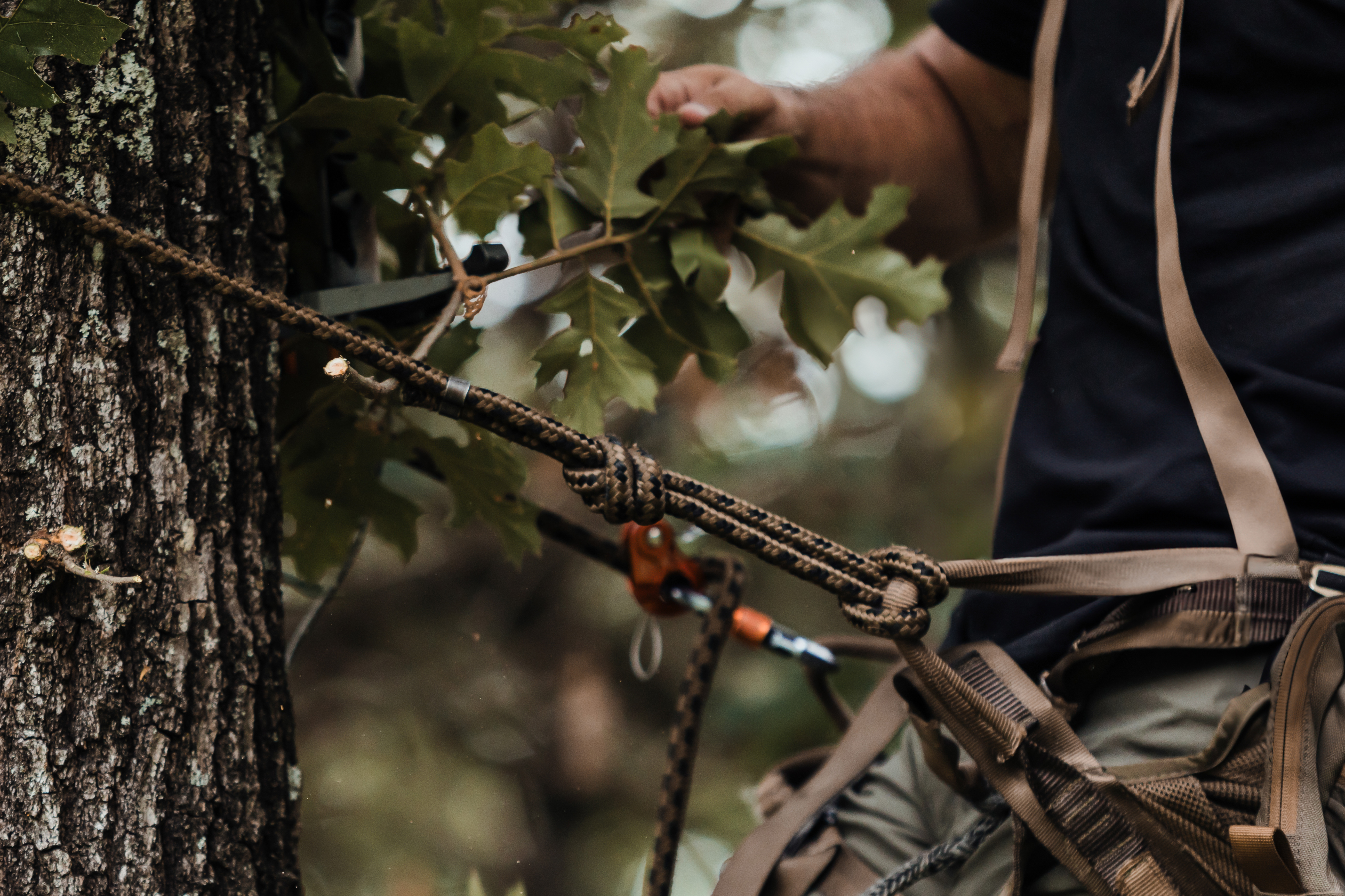 Lineman belt and saddle attached to a tree