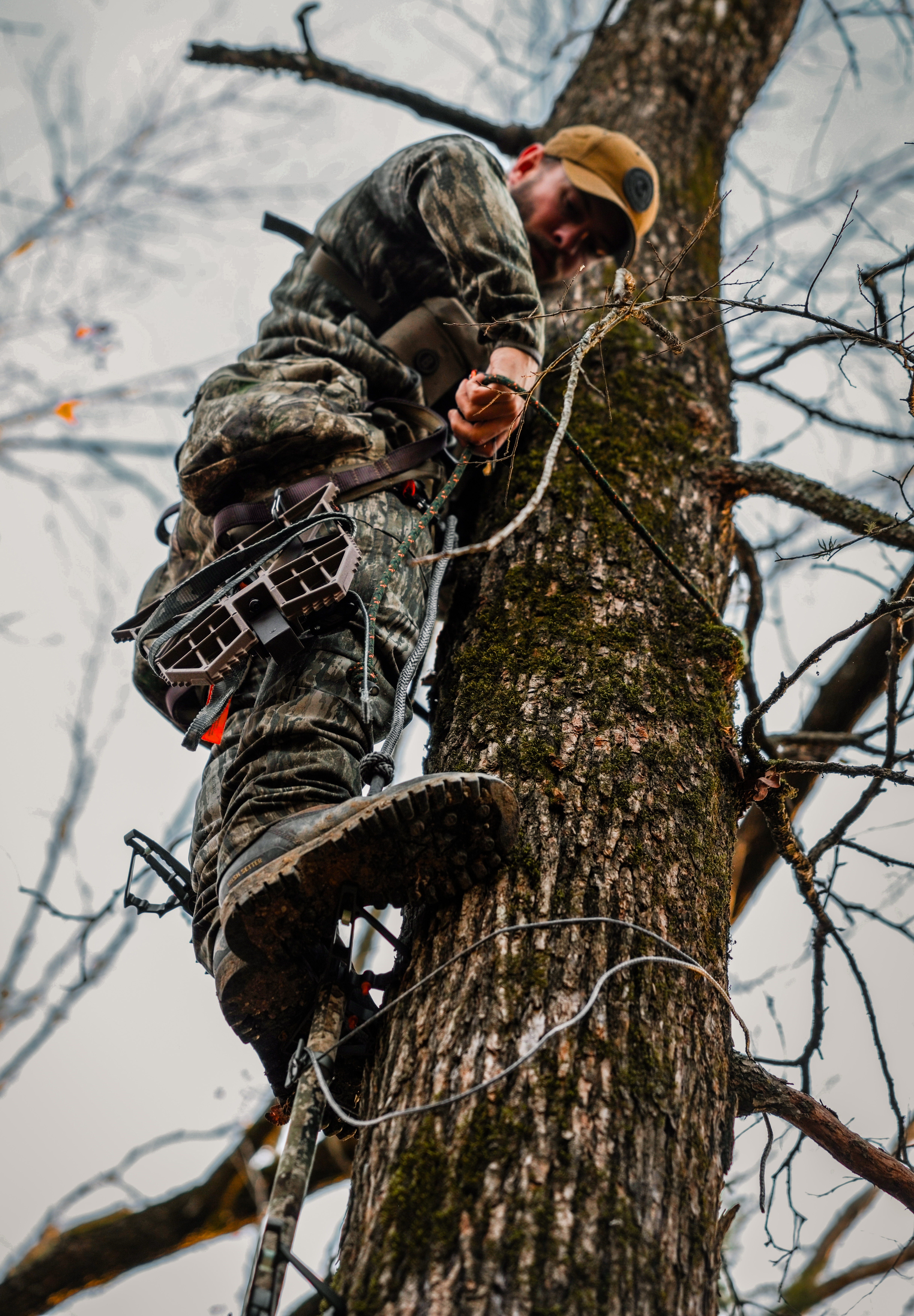 Hunter climbing a tree with a lineman belt