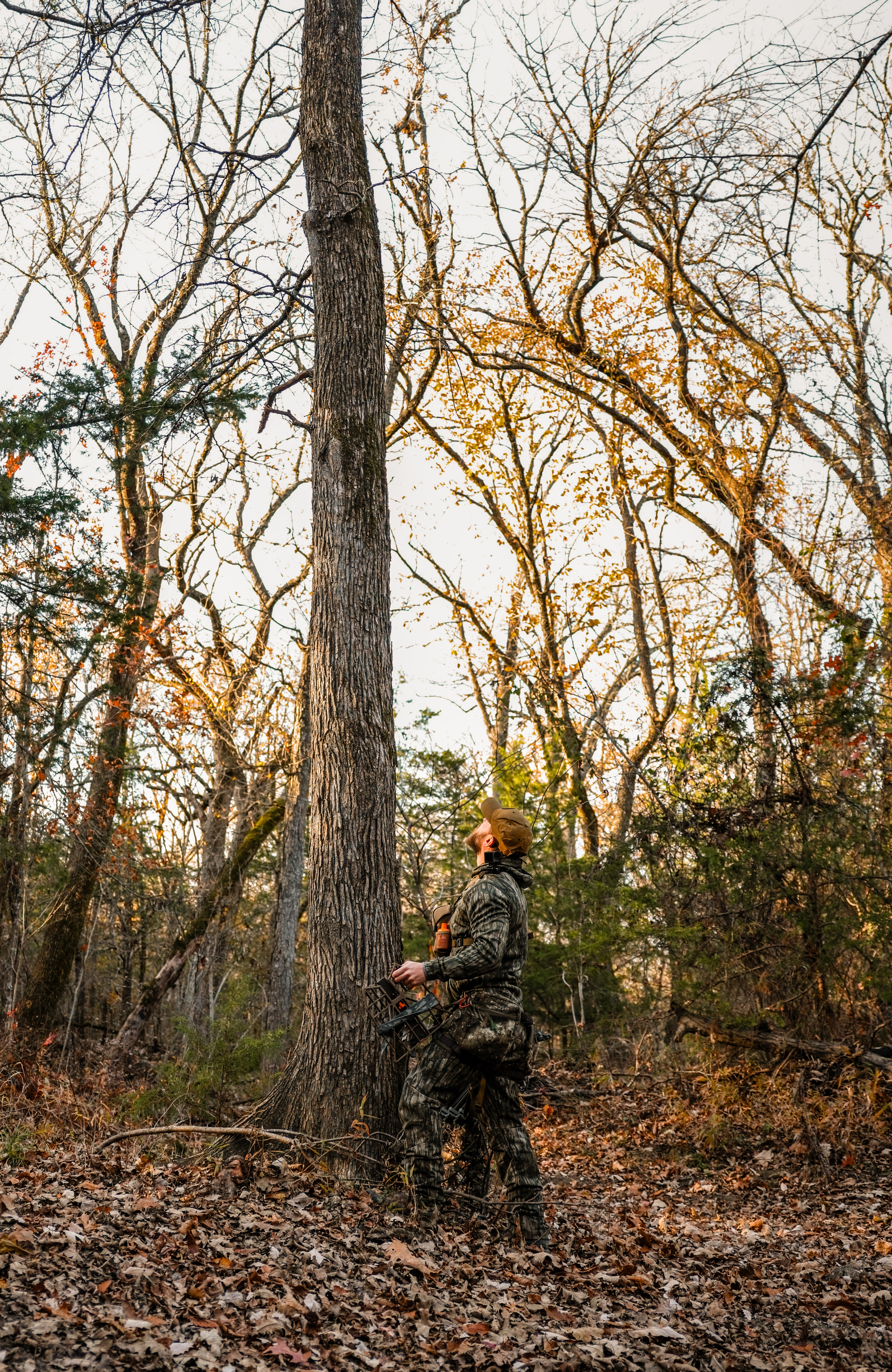 Hunter looking up at a tree