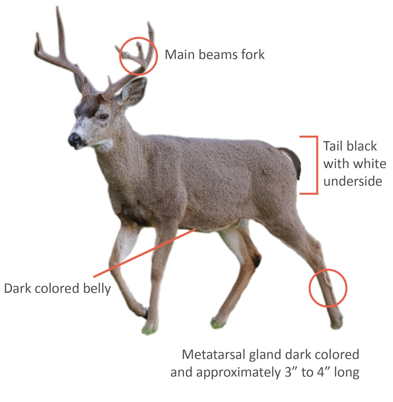 Image of black-tailed deer with distinguishing body characteristics pointed out