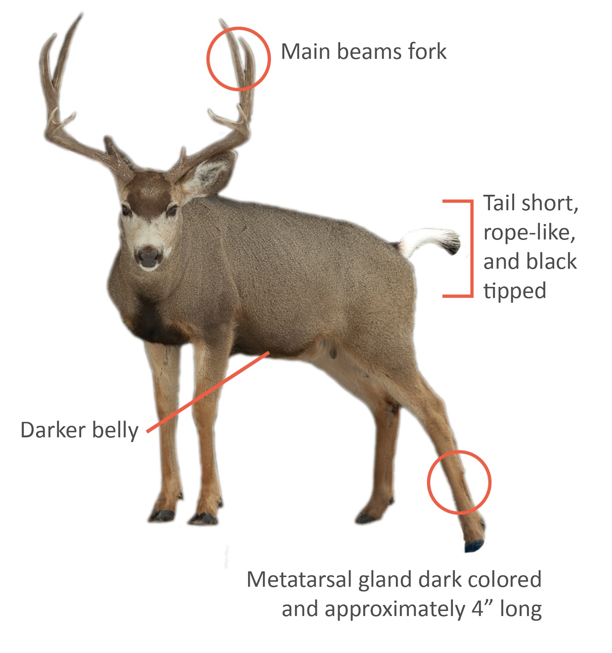 Image of mule deer with distinguishing body characteristics pointed out