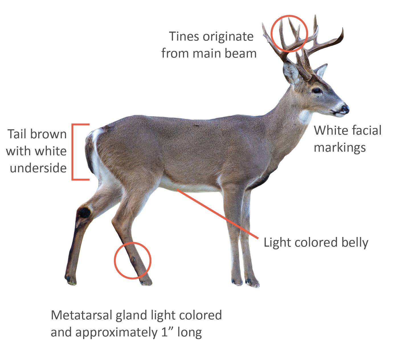 Image of white-tailed deer with distinguishing body characteristics pointed out