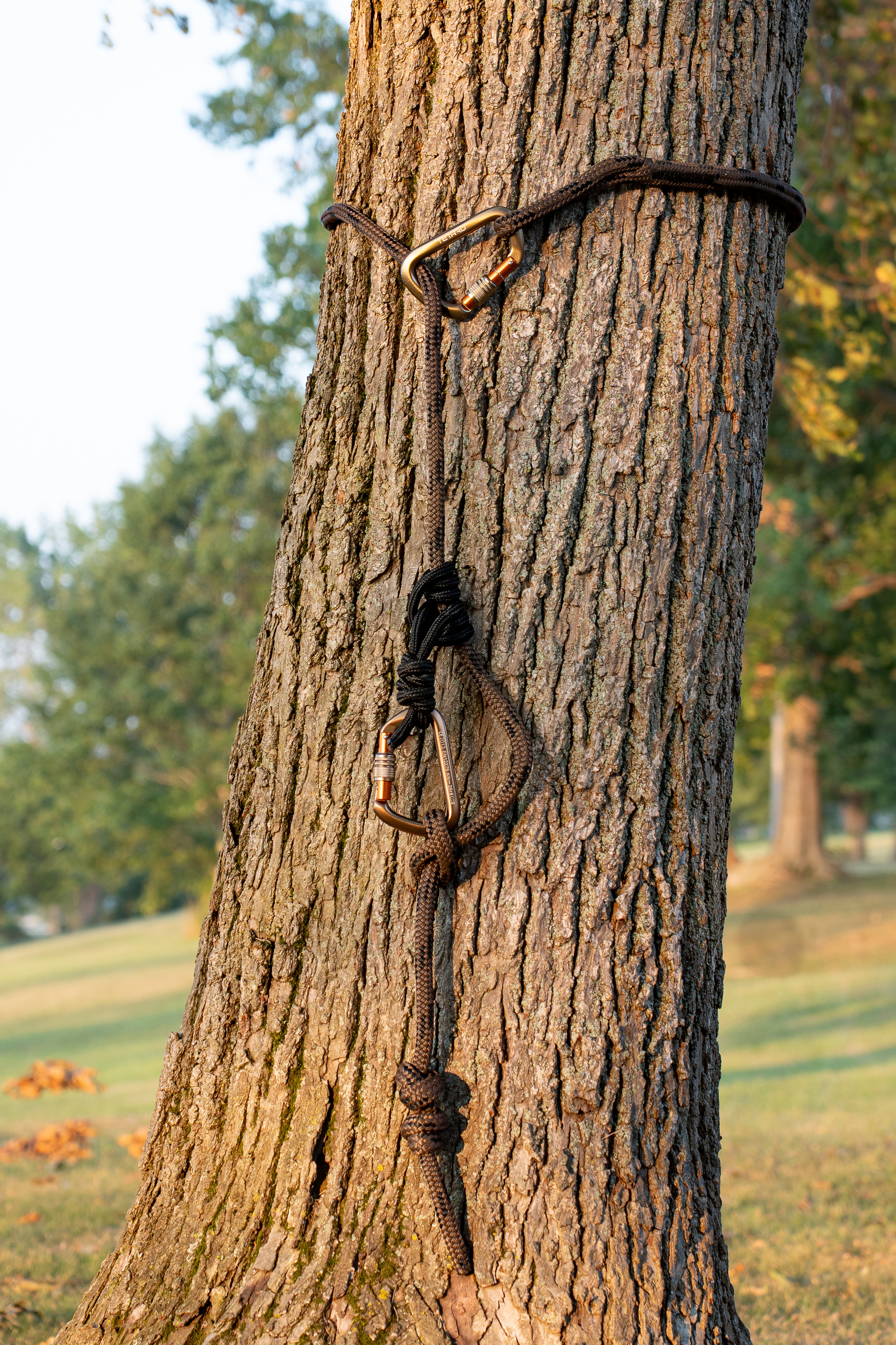 Lineman belt in a relief loop construction on a tree