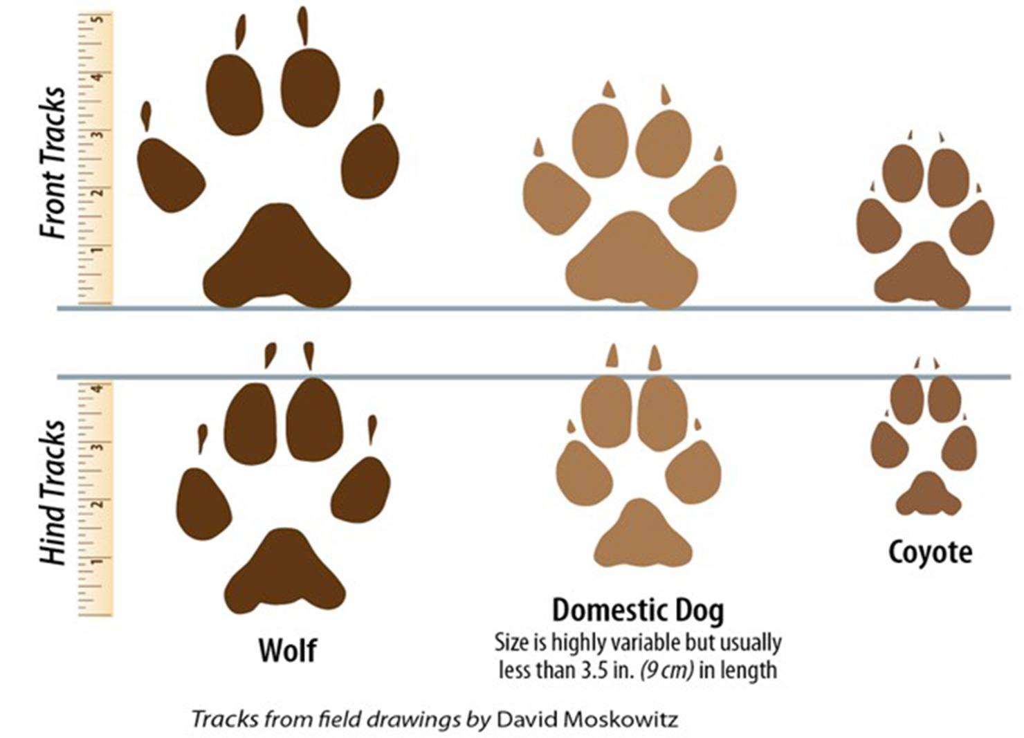 Wolf tracks
