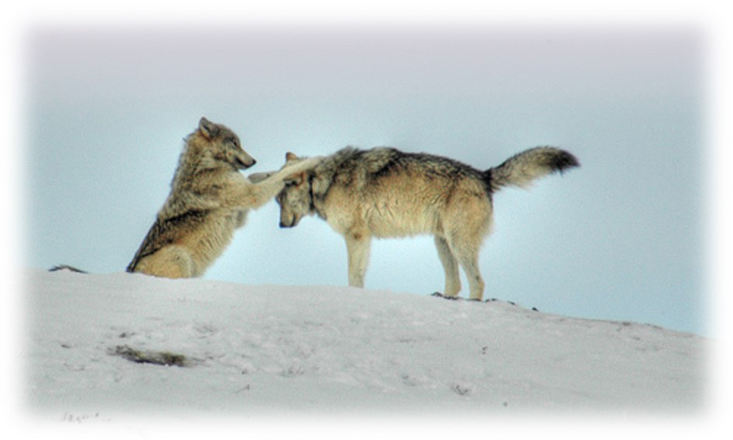 Two wolves playing