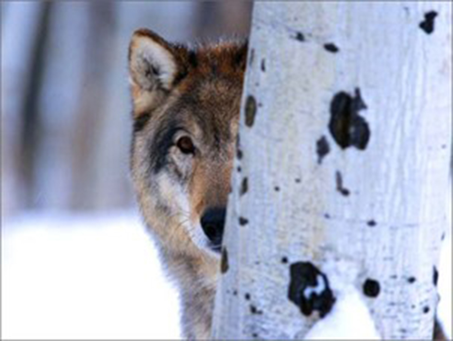 Wolf peeking from behind the tree