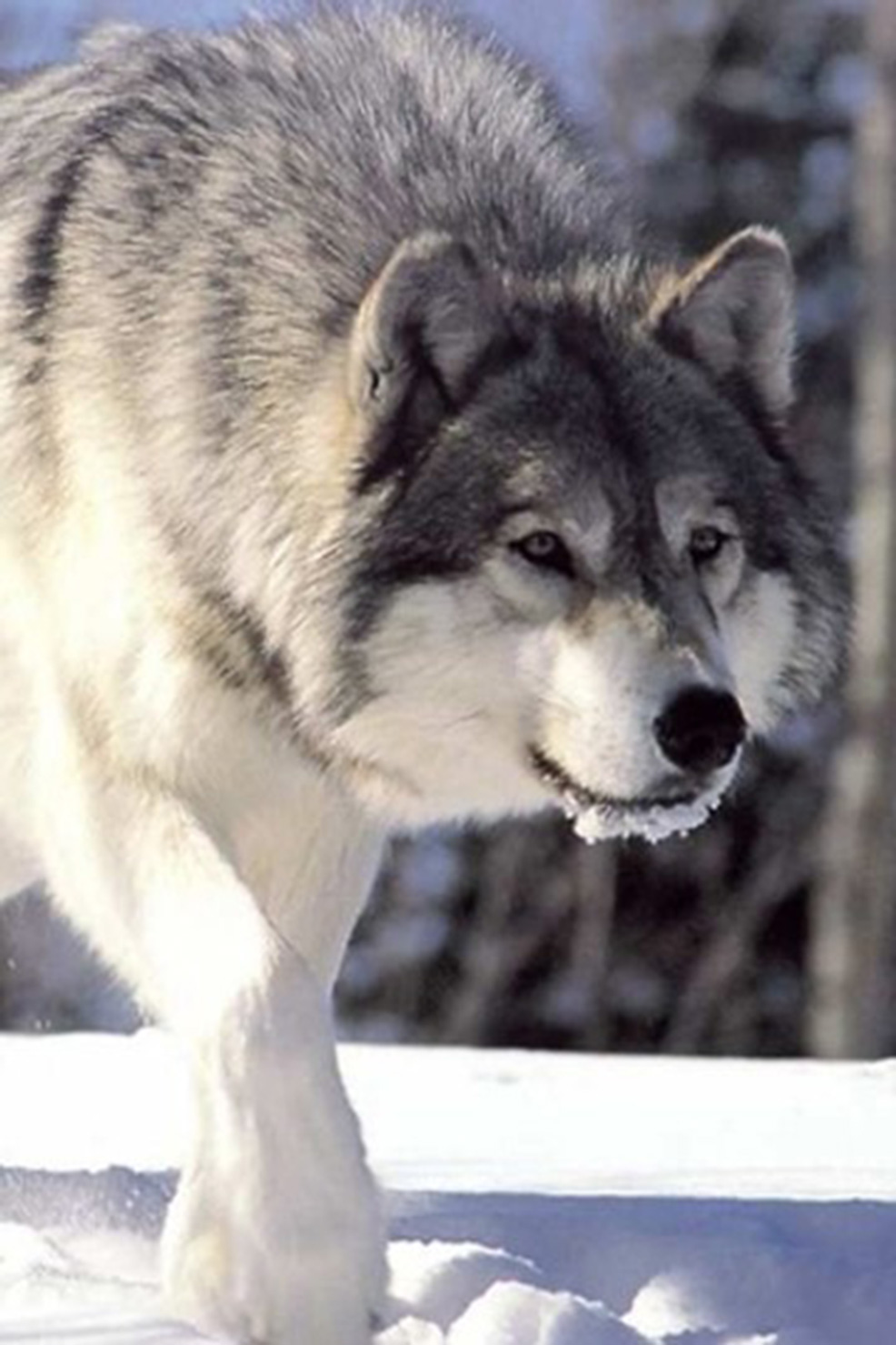 Wolf