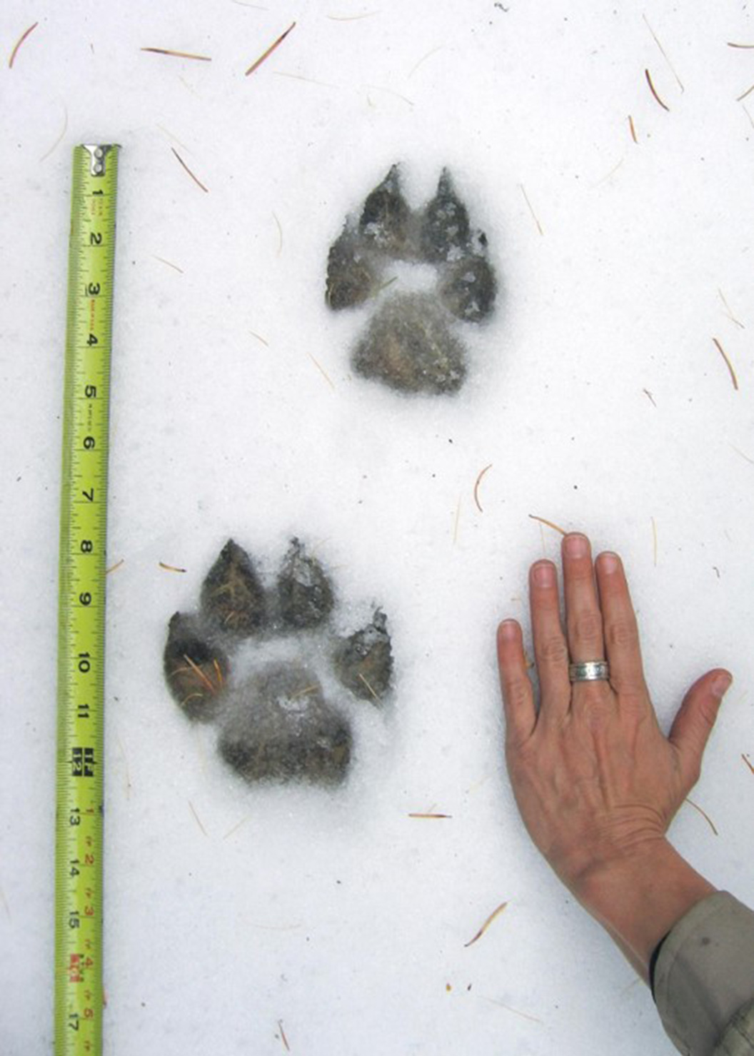Comparison of wolf track with a hand