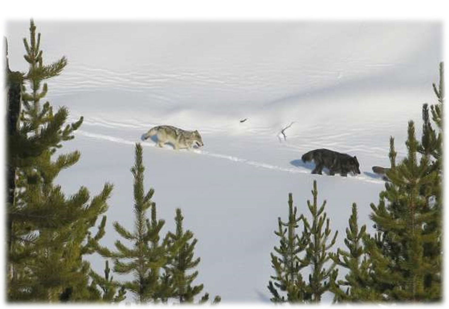 Wolves in the snow