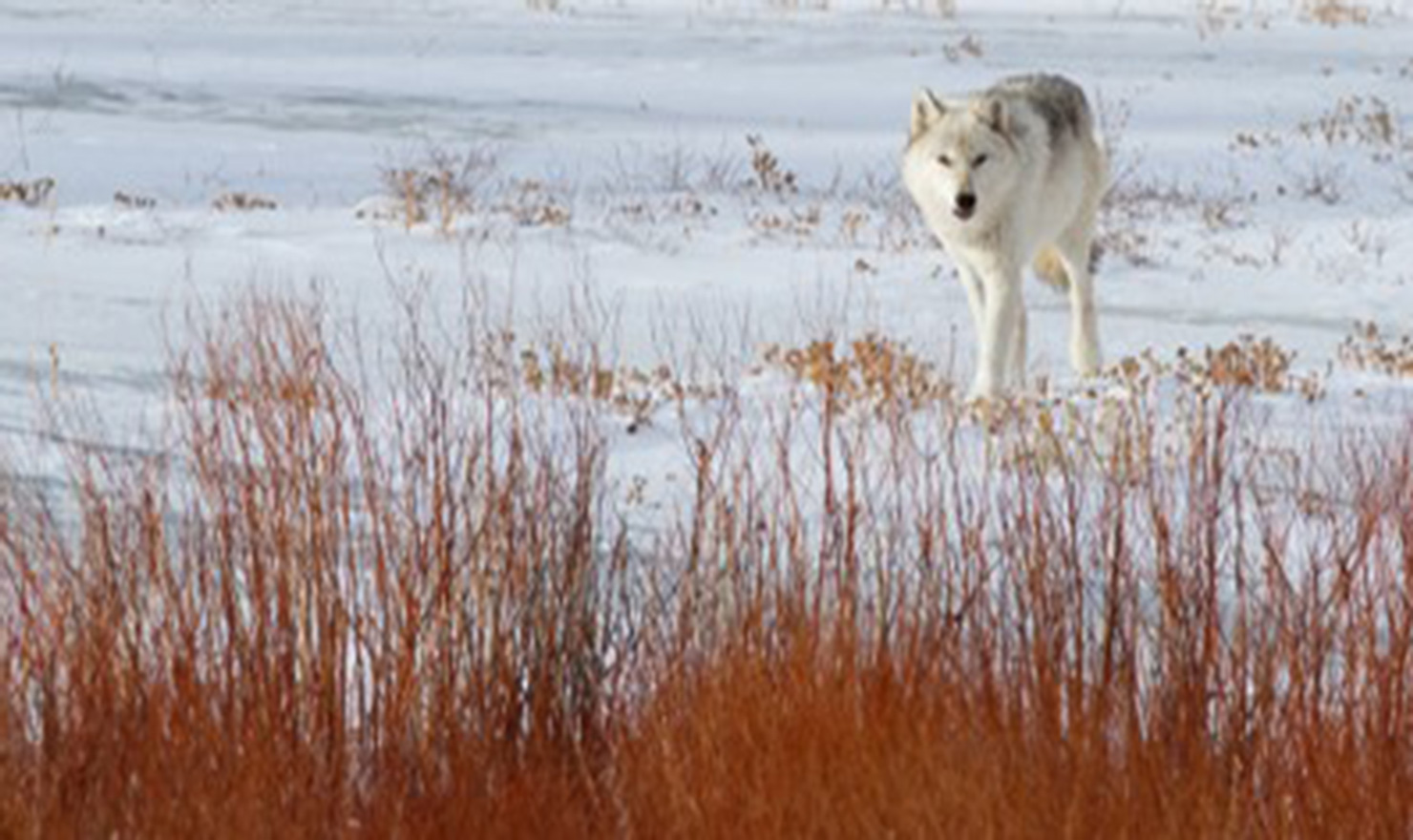 Wolf walking in the snow
