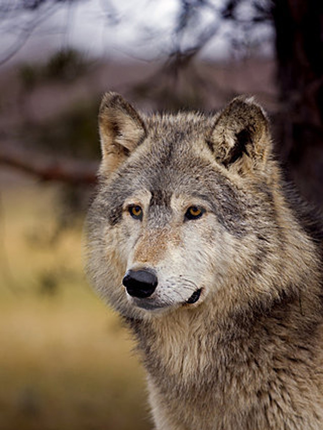 Wolf