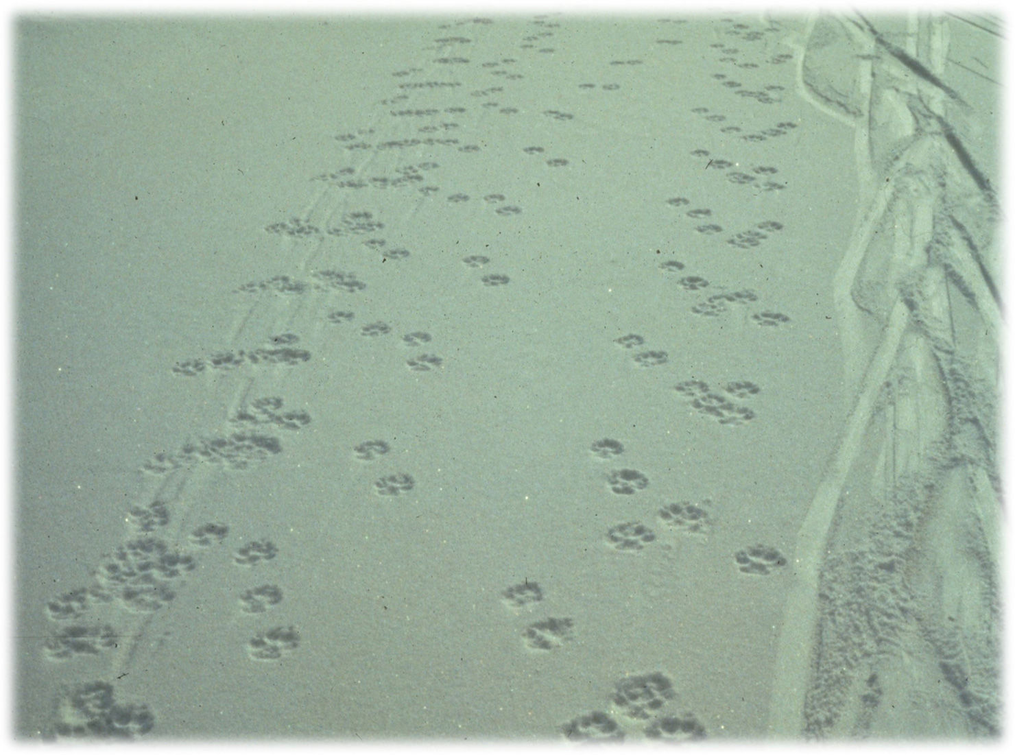 Paw marks of wolves