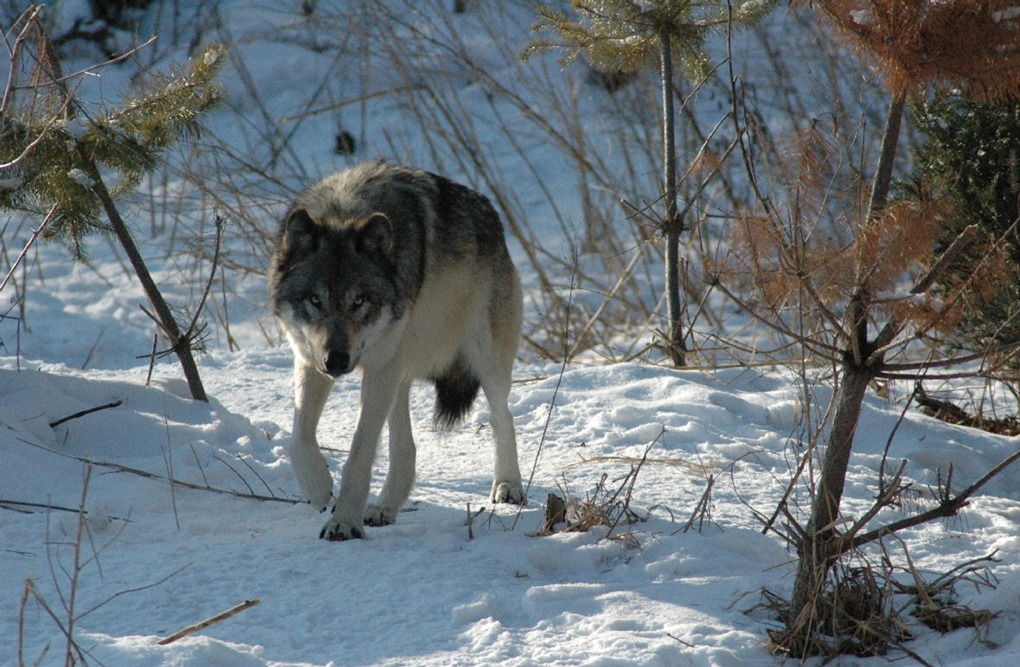 Wolf walking in the snow