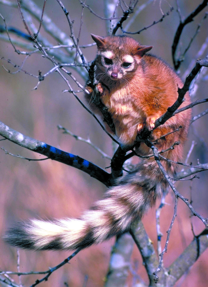 Ringtail