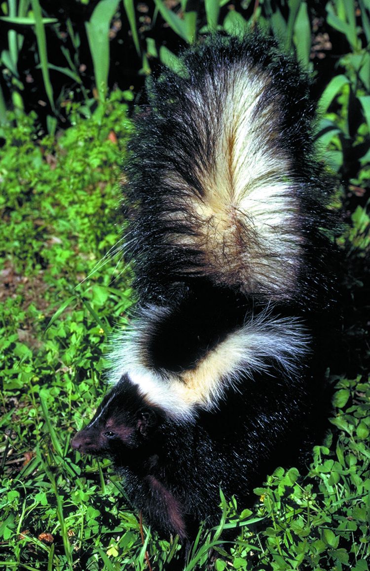 Striped skunk