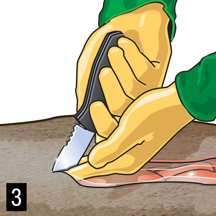 Field Dressing A Deer Detailed Instructions 06 2023 Field Dressing A Deer Detailed Instructions 06 2023