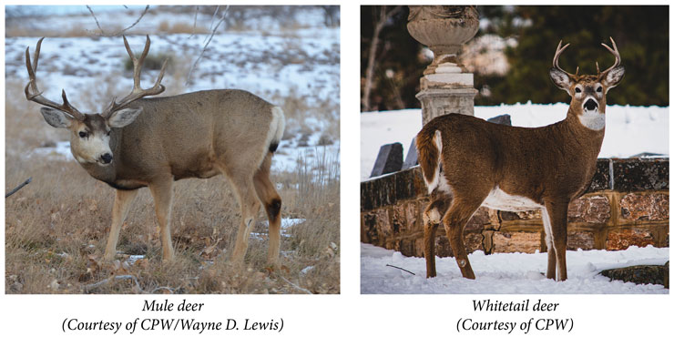 Mule deer versus whitetail deer bucks