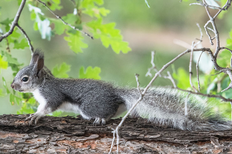 Albert's squirrel