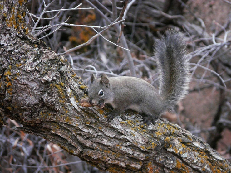 Pine squirrel