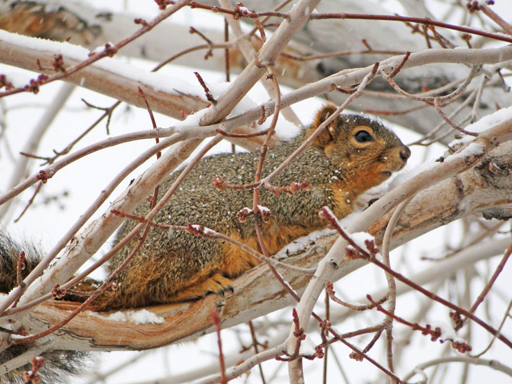 Fox squirrel